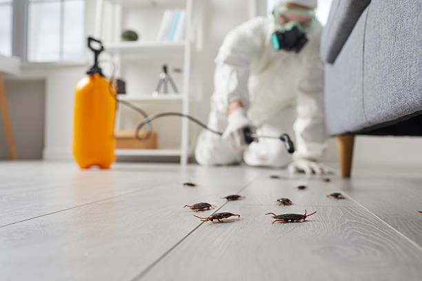 Commercial Rodent Management in Shoshone